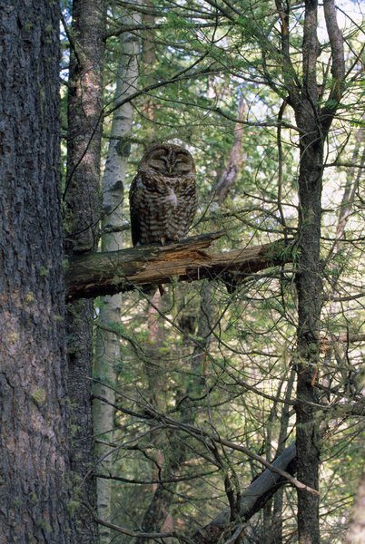 Mexican Spotted Owl