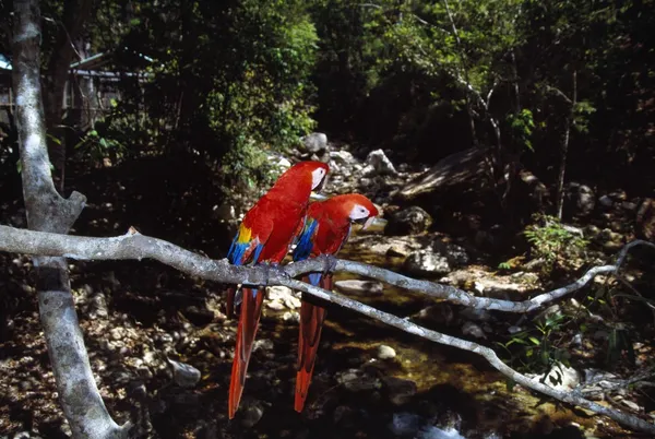 Paar dieprode macaws op vertakking van de beslissingsstructuur — Stockfoto