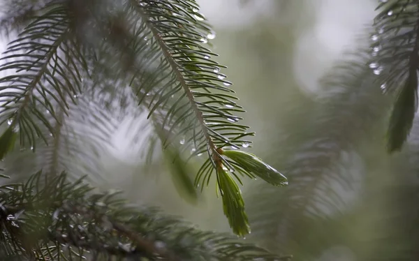 Spruce Tree Needles — Stock Photo, Image