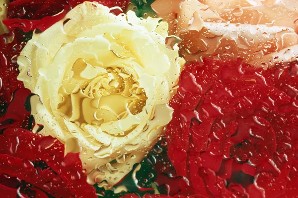 Τριαντάφυλλο άνθη — Φωτογραφία Αρχείου