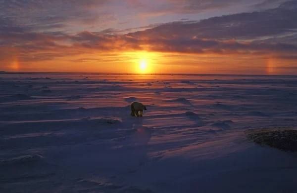 Isbjörn i arktiska sunset — Stockfoto