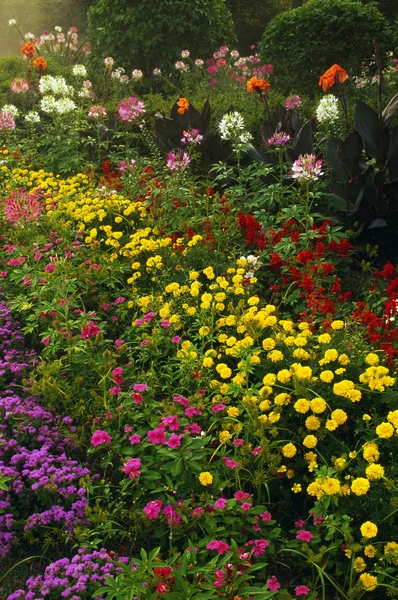 Flores en un jardín —  Fotos de Stock