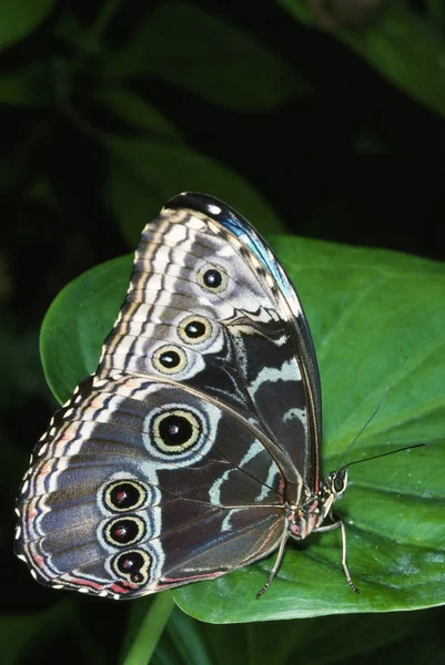 Blauer Morpho-Schmetterling auf Blatt — Stockfoto