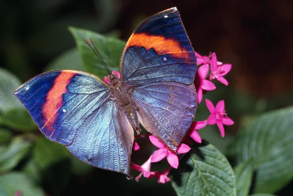 Borboleta de folhas mortas — Fotografia de Stock