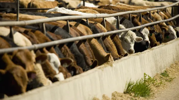 Cattle Feeding From Trough — Stock Photo, Image