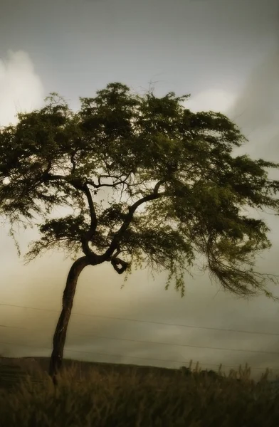 Strom a bouřlivá obloha — Stock fotografie