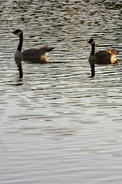 Dois gansos do Canadá na água — Fotografia de Stock