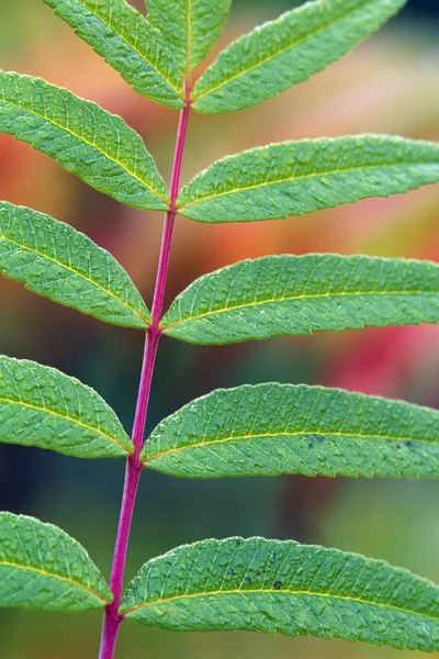 Detalj av fern lämnar — Stockfoto