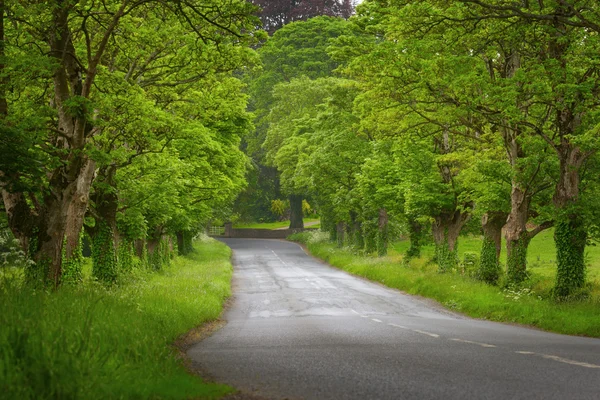 Strada in Irlanda — Foto Stock