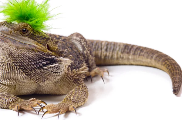 Bearded Dragon Lizard With Mohawk — Stock Photo, Image