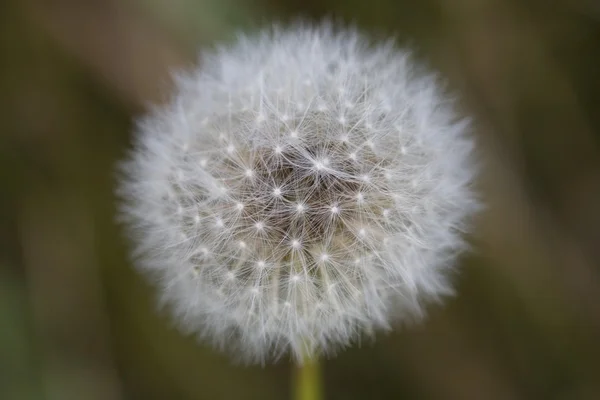 Macro Shot Of A Dandelion Puff — Stock Photo, Image