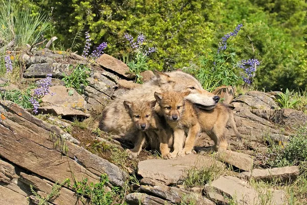 Loup louveteaux et mère à Den Site — Photo