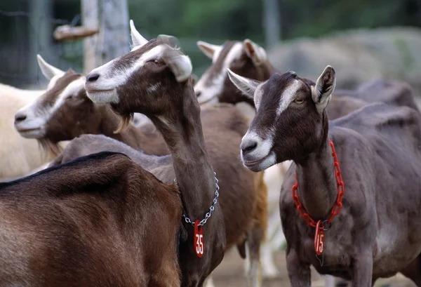 Доильные козы — стоковое фото