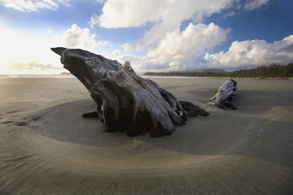 Kum dalgaların karaya attığı odun — Stok fotoğraf