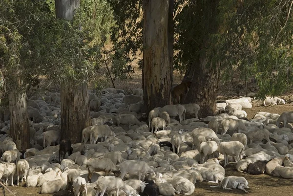 Capre che riposano sotto alberi di eucalipto — Foto Stock