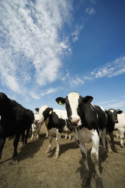 Cattle Herd — Stock Photo, Image