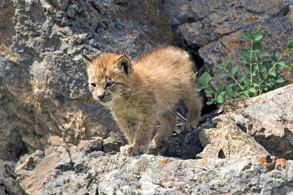 Eurasian Lynx Kit — Stock Photo, Image