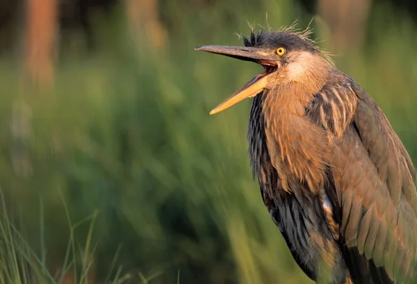 Spirande great blue heron — Stockfoto