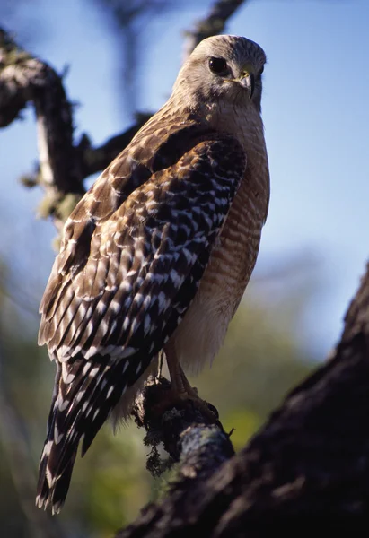 Rode schouder hawk — Stockfoto