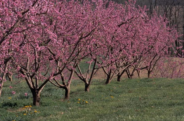 Baumblüten — Stockfoto