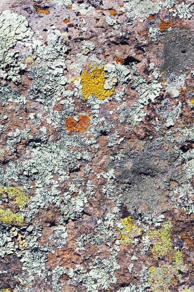 Licheniu na powierzchni skały — Zdjęcie stockowe