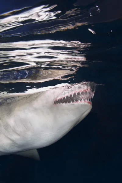 Tiburón mandíbulas y dientes — Foto de Stock