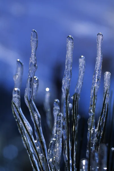 Eiszapfen auf Kiefernnadeln — Stockfoto