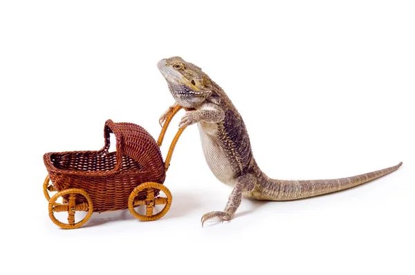 Bearded dragon duwen rieten kinderwagen — Stockfoto