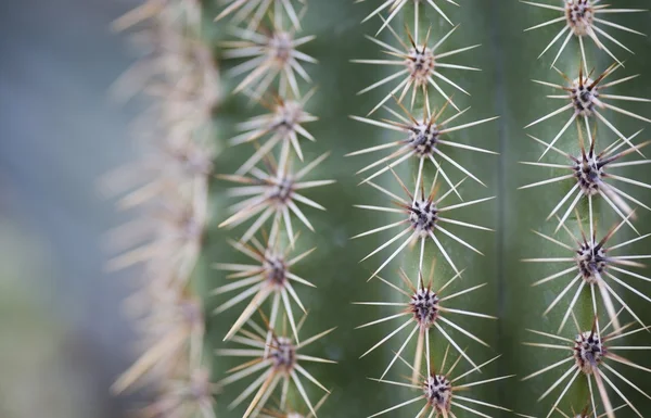 El primer plano del cactus — Foto de Stock