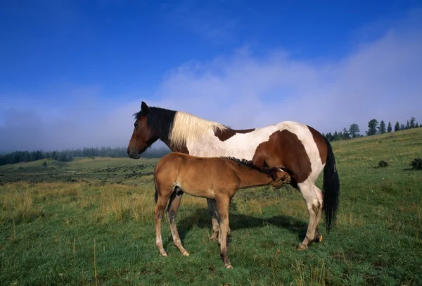 Mare Nursing Colt In Mountain Meadow — Stock Photo, Image