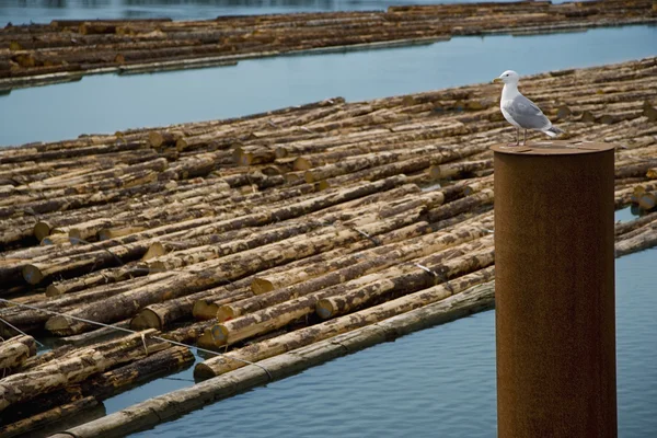 Seagull & Logs Being Transported — Stock Photo, Image