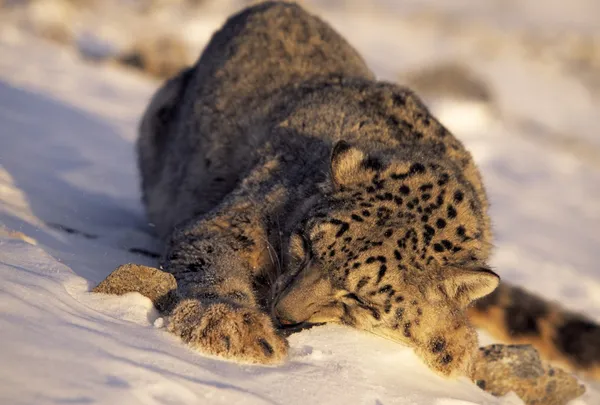 Leopardo de la nieve durmiendo en la nieve — Foto de Stock