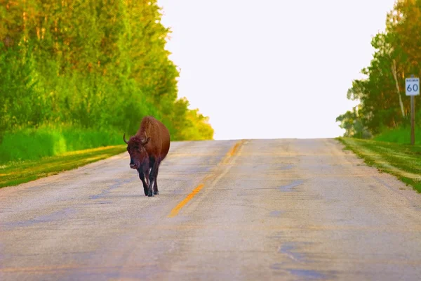 Yksittäinen biisoni tiellä — kuvapankkivalokuva