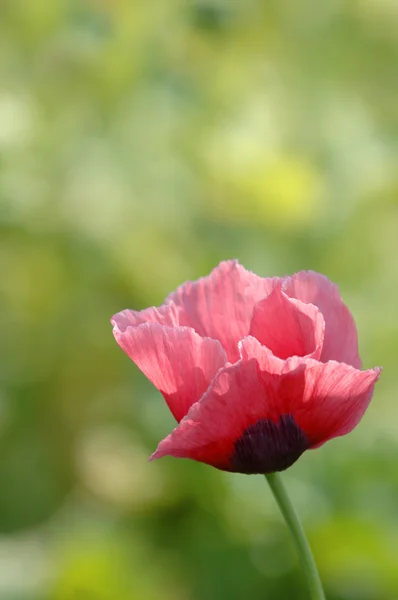 One Single Poppy Blooming — Stock Photo, Image