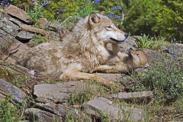 Wolf With Her Cub