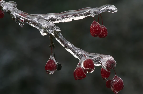 Bacche congelate su ramo — Foto Stock