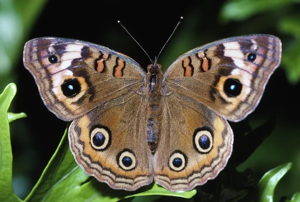 Buckeye Schmetterling mit Augenflecken — Stockfoto