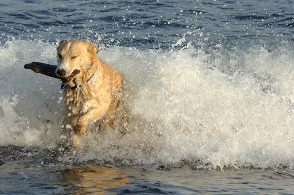 Cane recupera un bastone — Foto Stock