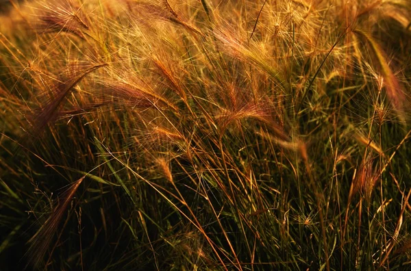 Пшениці стебла — стокове фото