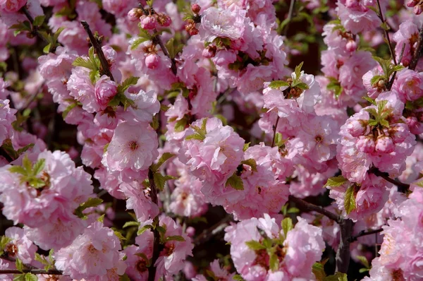 Closeup Of Cherry Blossoms — Stock Photo, Image
