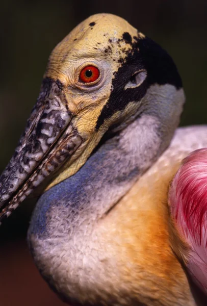 Pássaro aquático Rose Spoonbill — Fotografia de Stock