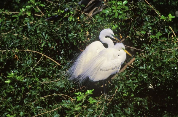 Great Egrets Breeding Pair — Stock Photo, Image