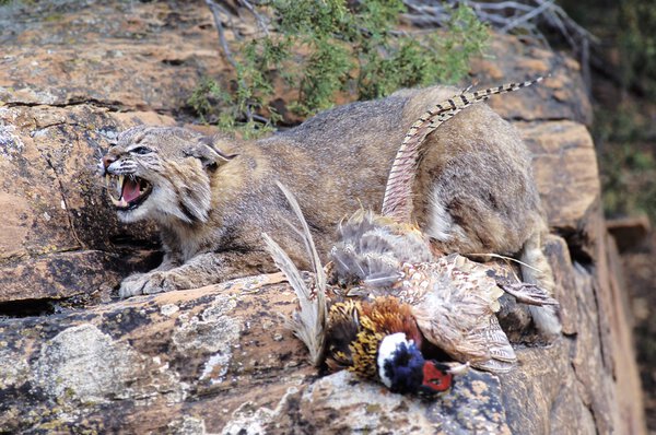 Bobcat With Prey