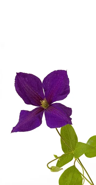 Clematis květ — Stock fotografie