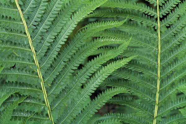 Ostrich Fern — Stock Photo, Image