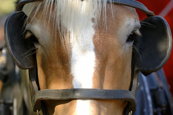 Paard met oogkleppen — Stockfoto