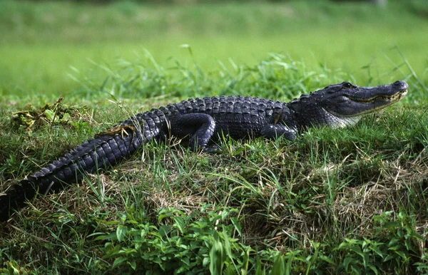 Aligator (crocodylia gady) — Zdjęcie stockowe