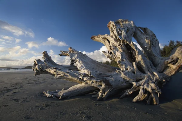 Madera a la deriva en una playa — Foto de Stock