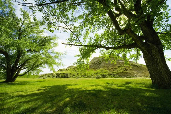 Groene bomen — Stockfoto