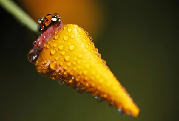 Lady Bug en flor con gotas de rocío — Foto de Stock